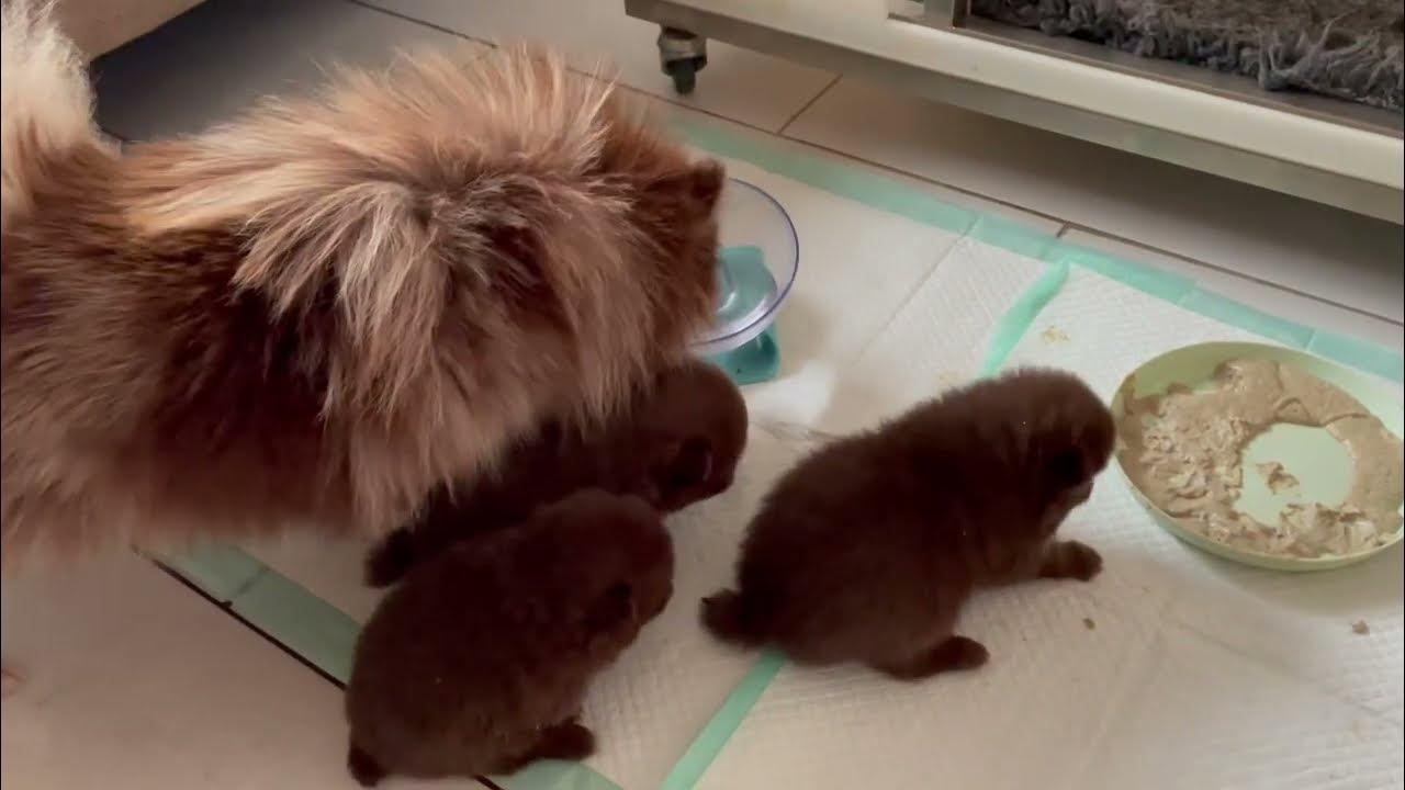 how to wean puppies on to food and how to make puppy mush. (pomeranian