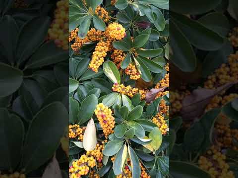 Video: Plantas de Schefflera con flores: ¿Cómo son las flores de Schefflera?