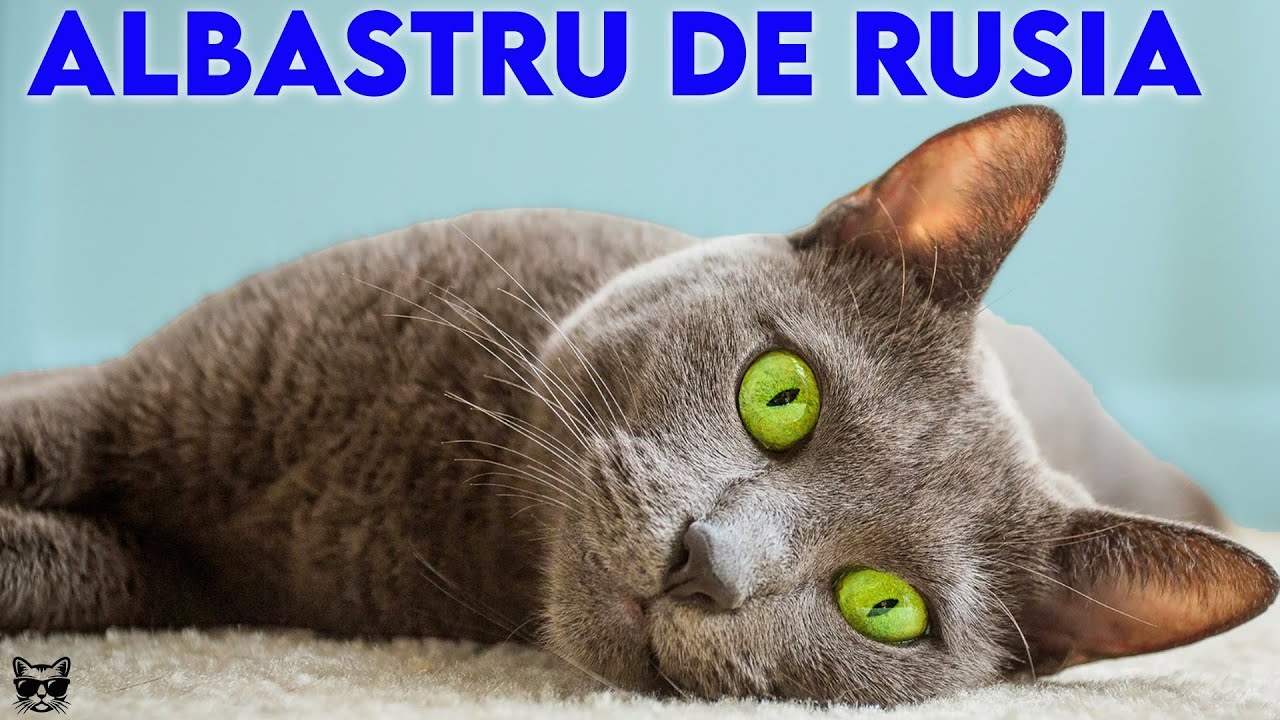 Pisica Albastru de Rusia - Tot Ce Trebuie Sa Stii