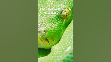 Boa vs. Python | The DIFFERENCE #snake