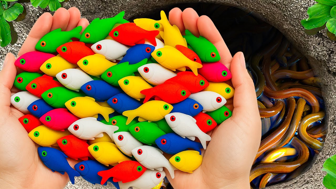 Поймайте разноцветных пресноводных аквариумных рыбок в гигантских разноцветных яйцах, черепах, уг...