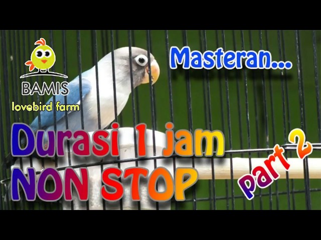 Masteran Lovebird 1 hour nonstop mp3 video (part 2) class=