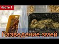 Разведение маисовых полозов. Часть 1: Вывод из зимовки и период откорма