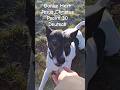 Psalm 30 Deutsch und mein Hund hört zu