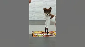 Puppy Does Push Ups 