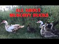 ALL ABOUT MUSCOVY DUCKS (and an INTRO TO MUSCOVY GENETICS)