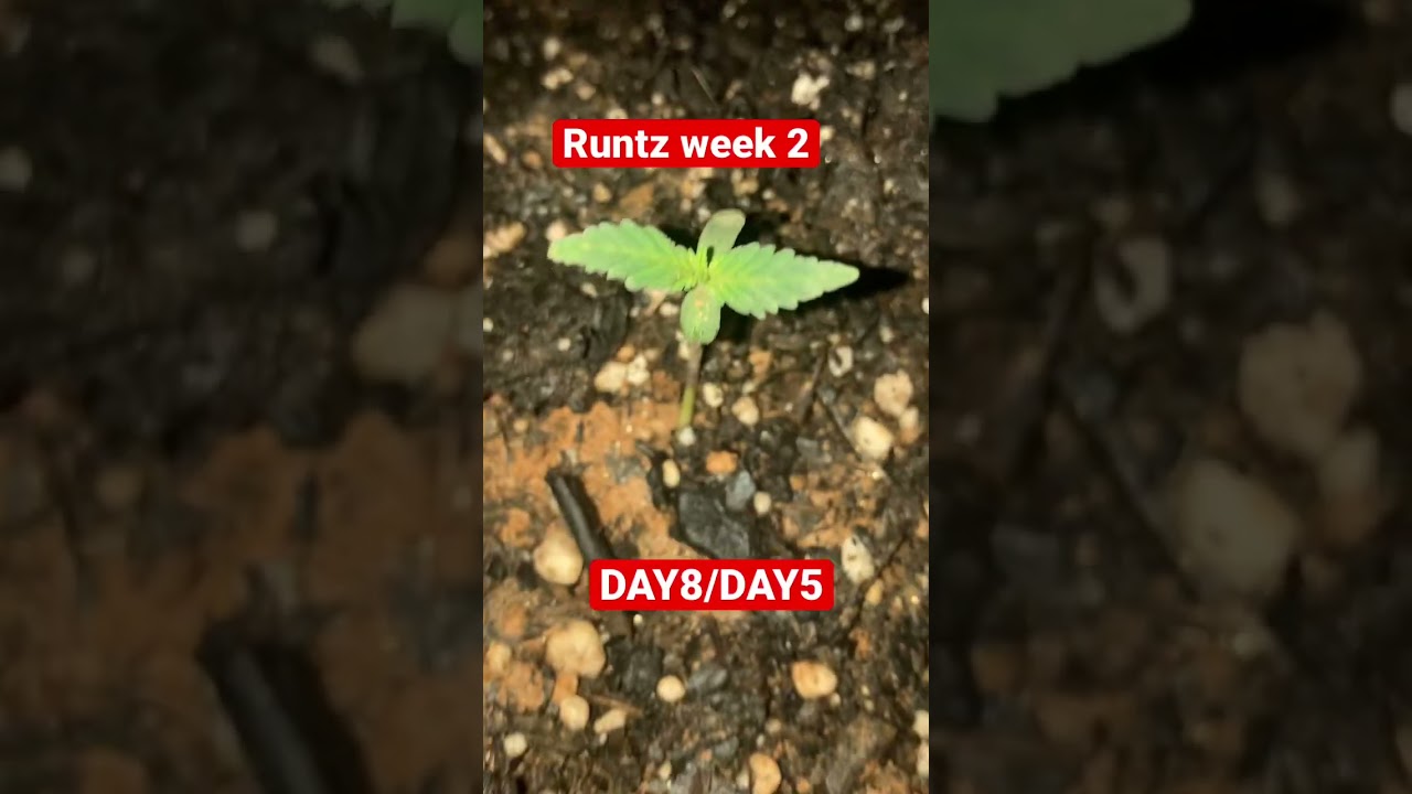 WEEK 2 RUNTZ BARNEYS FARM 