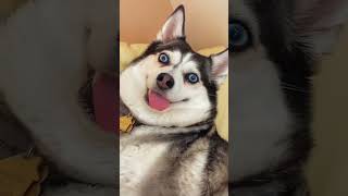 Funny Dog Videos That Will Make You Laugh Out Loud | Funny Dogs 2023