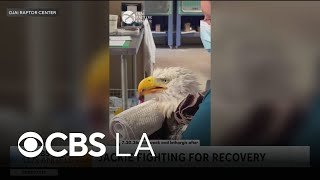 Jackie the Big Bear bald eagle fights for recovery