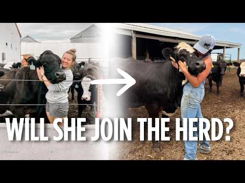 Will my favorite heifer join the cow herd? Preg check day for the heifers!
