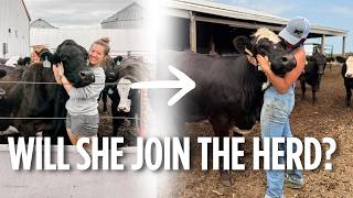 Will my favorite heifer join the cow herd? Preg check day for the heifers!