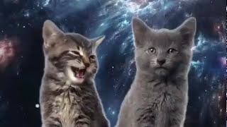Gatitos cantando en el espacio