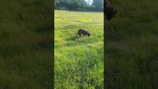 Molly on far north. comparing to others, know your limits, 30ft freedom better than leash walk