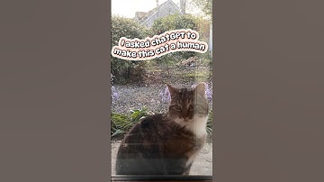 I asked chatGPT to make this cat a human 😳 #savethecat #catheart #catoftheyear #justcats #weird