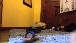 Clever Cat Opens Door