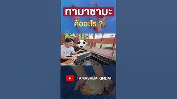 ทามาซาบะคืออะไร ?  #ทามาซาบะ #fish #tamasaba