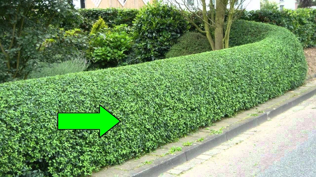 hedge-bush ASL - YouTube