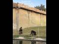 Bonobos #animalshorts#fypシ゚viral #lovemychannel #enjoy#fyp #cute