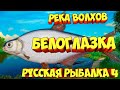 русская рыбалка 4 - Белоглазка река Волхов - рр4 фарм Алексей Майоров russian fishing 4