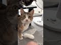 主が投げた猫じゃらしを主の元まで持ってきてくれる猫