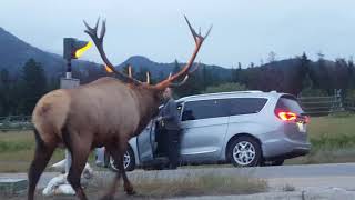 Big elk is grumpy