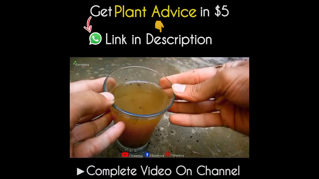 What is the Compost Tea Liquid Fertilizer? & Why This?