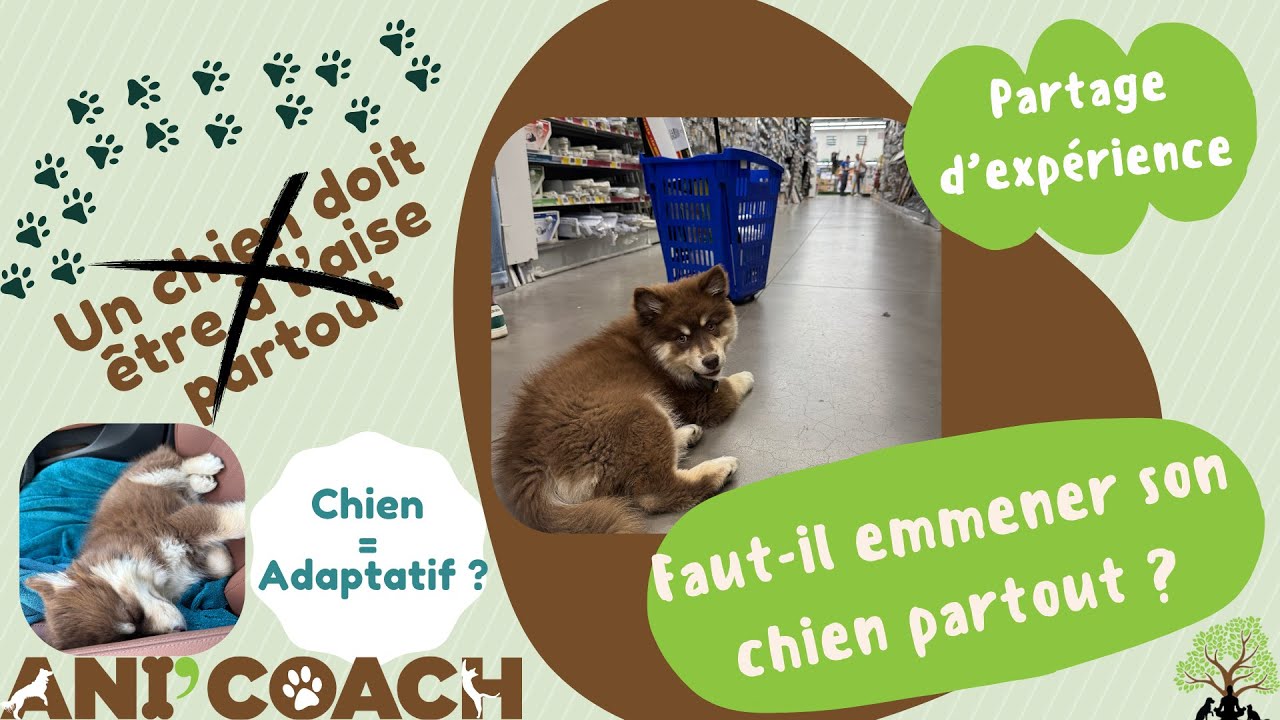 🐕 Faut-il emmener son chien partout ? Faut-il l’habituer à tous les environnements ? Deux questions différentes, deux réponses nuancées… et essentielles à comprendre pour le bien-être de nos chiens.