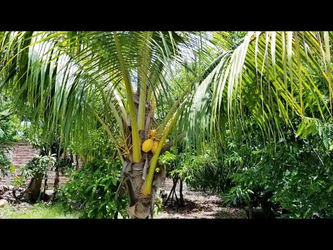 Precento mi finca frutal de mi casa mickey rourke