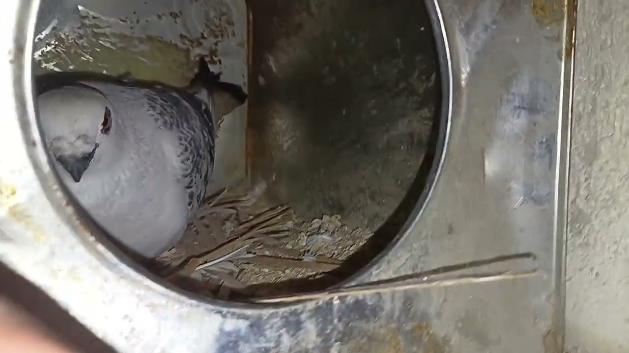 #طيور #حمام #سوريا #حمص #حلب #الشام #دمشق #اكسبلور #اشتراك #pigeon #لايك #متابعه 