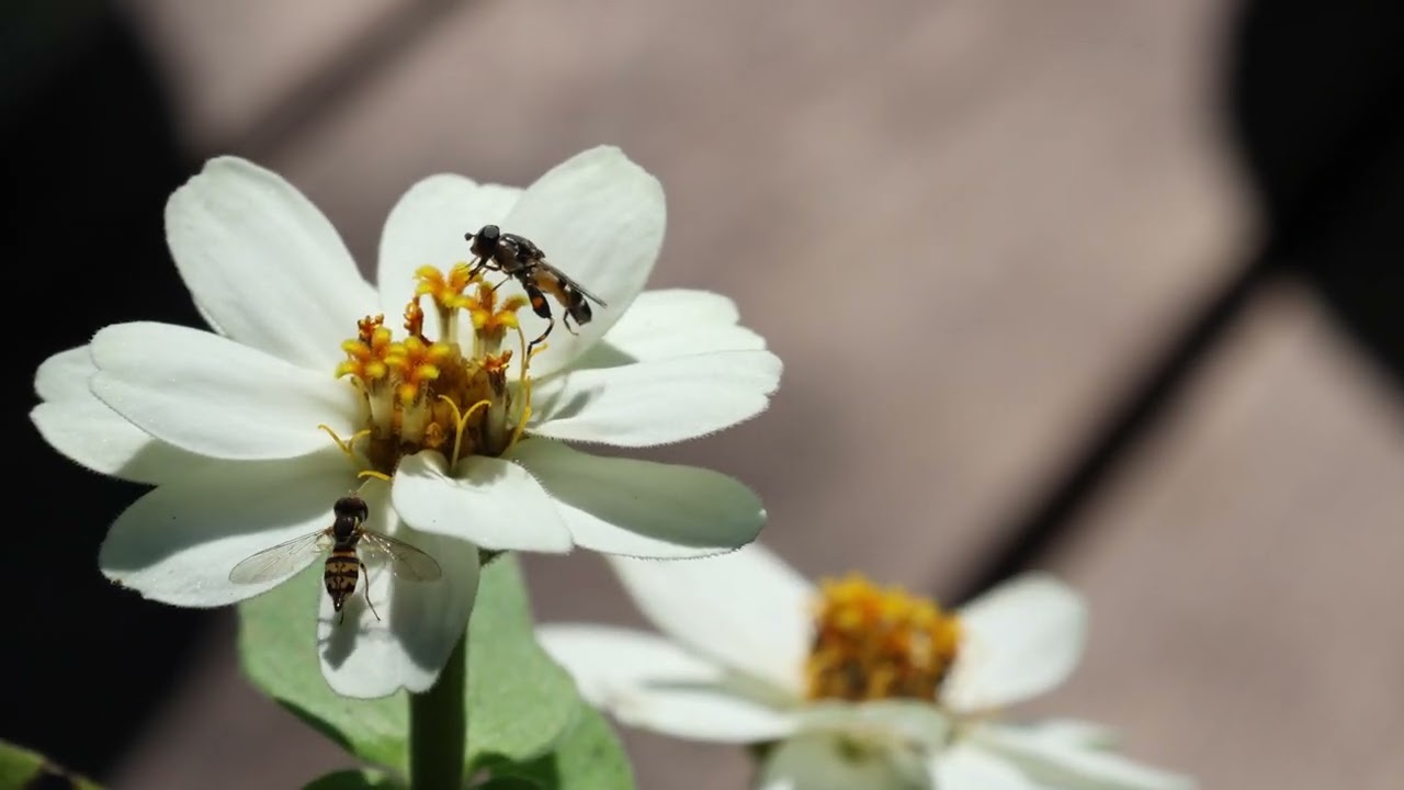 Unknown petite pollinator feeds at a white zinnia. Very clear view of mouthparts.  What's it eating?