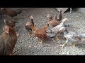 Gallo Combatiente Español. &quot;La Tuerta&quot; con sus polluelos que nacieron el 03 de febrero de 2022