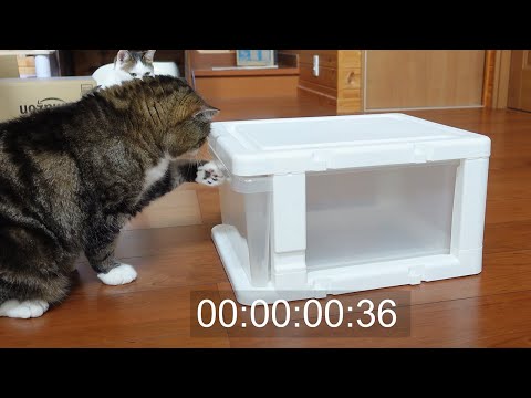 引き出し開け選手権とねこ。-Cats Open Drawer Championship.-