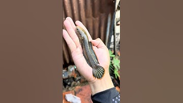 Bất Ngờ Cá Lóc cảnh trong cái ao cạnh suối này! #fish