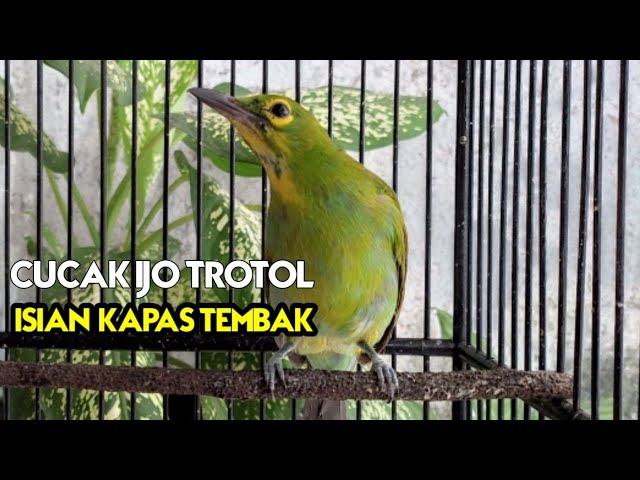 Cucak Ijo TROTOL gacor Dor - Pancingan cucak Ijo Trotol Isian Kapas TEMBAK class=