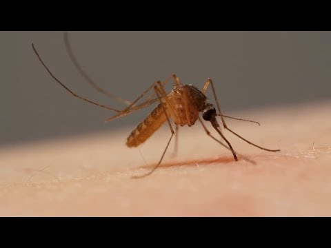 West Nile Virus Found In Grand Forks