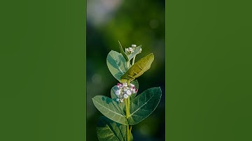 Nothing Phone 3a/Pro: Is it the New Flagship Competitor?