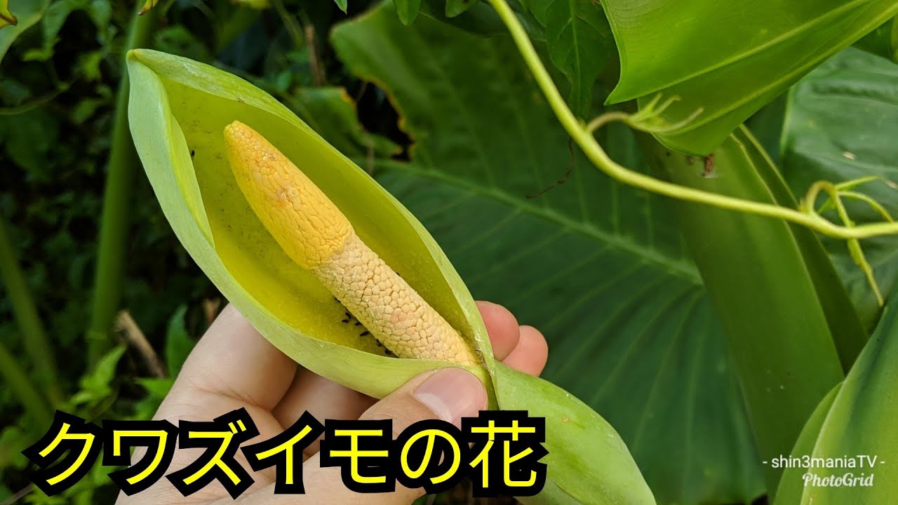 毒草注意 クワズイモの花ってこんな形をしてるんだね 毒草なので触らないでね Alocasia Odora Youtube