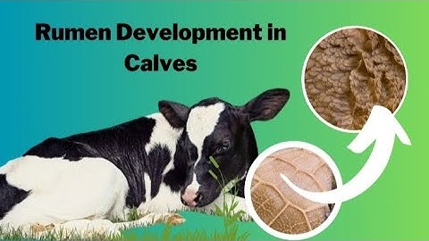 A DETAILED Explanation On The Importance of Rumen Development In Calves