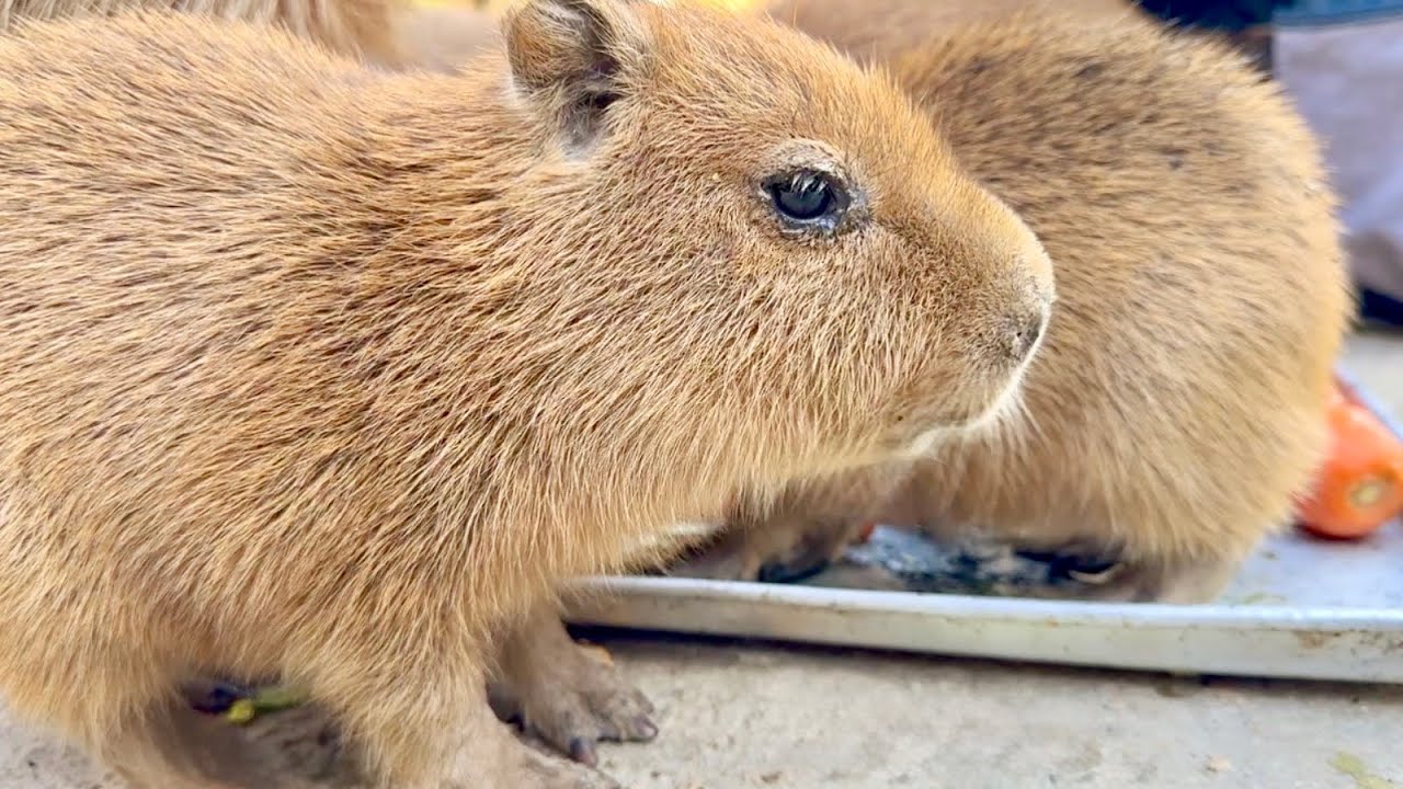 Capybaras Relaxing by the Pond at Dusk | Nagasaki Bio Park
