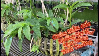 Chăm Mầm Gốc, những ngày mưa nắng thất thường.