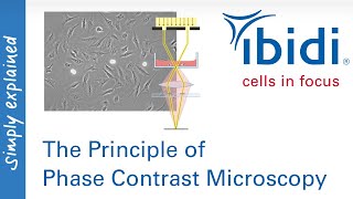 The Principle of Phase Contrast Microscopy