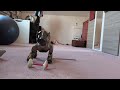 Aibo gone wild! Annabelle tries her Japanese software... and turns into a chaotic anime puppy