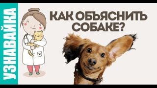 Как объяснить собаке: где туалет, кто хозяин, команду голос. Узнавайка Как объяснить собаке: где туалет, кто хозяин, команду голос. Узнавайка