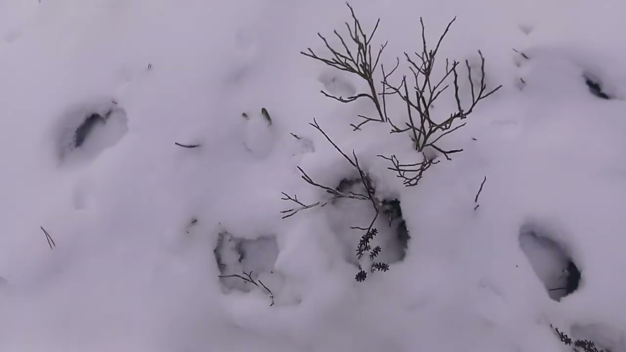 allun  juttuja..luonto antaa paljon.