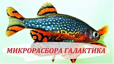 Микрорасбора Галактика разведение и содержание в аквариуме, совместимость