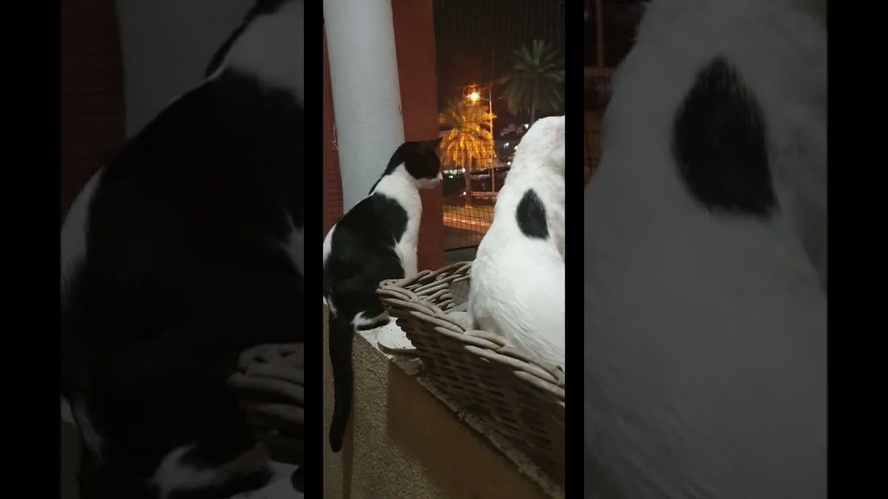 Tuxedo Stray Cats Just Chilling At Night 