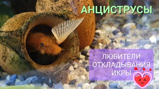 Такие плодовитые Анциструсы