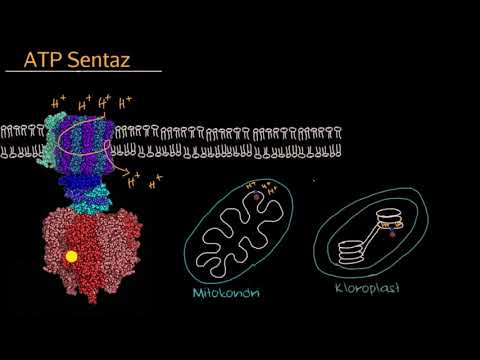 Video: ATP sentaz ne işe yarar?