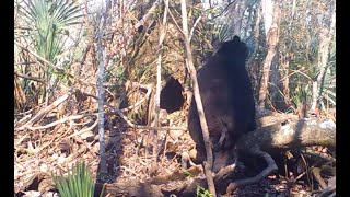 Swamp Cam Video, BLACK BEAR DEN, South Louisiana