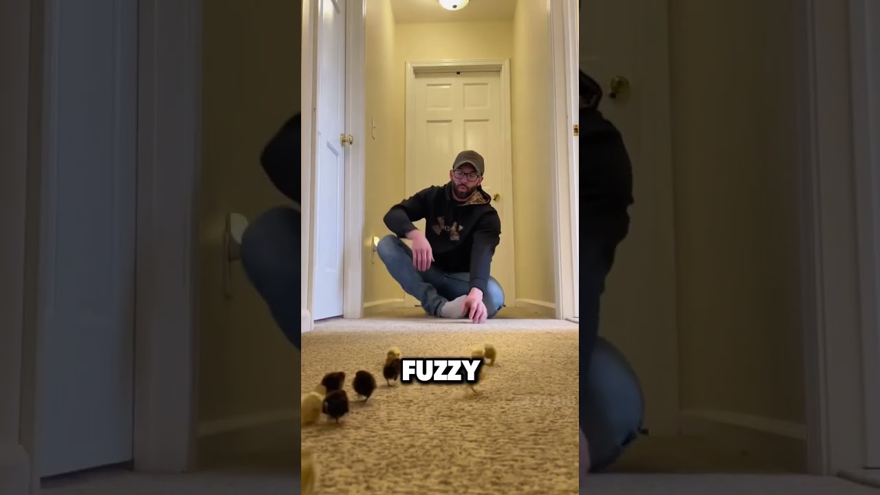 Cute colorful quail bird